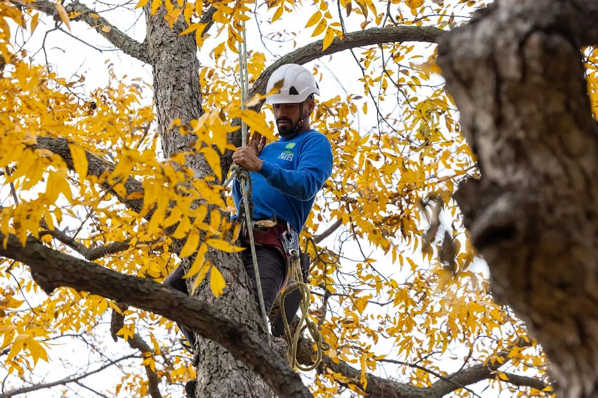 Skilled Emergency Tree Service crew working in Ada